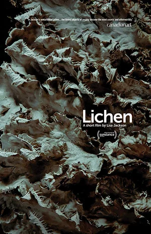 Постер: Lichen