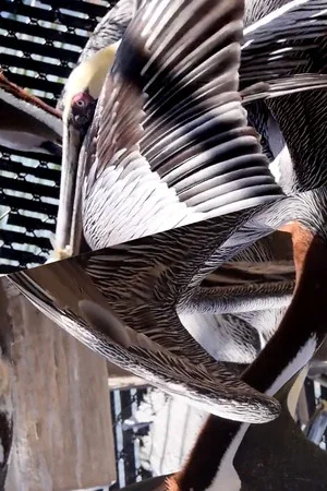Постер: Pelican Radio
