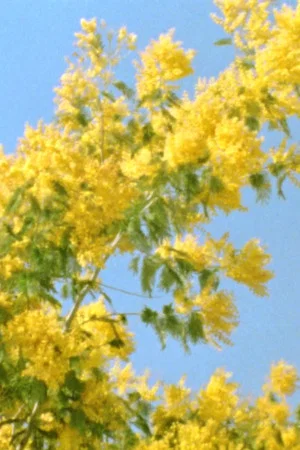 Постер: Mimosen im Wind