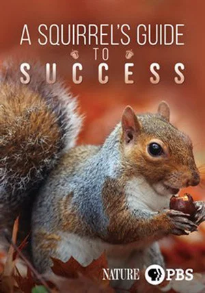 Постер: A Squirrel's Guide to Success
