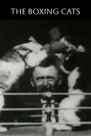 Постер: The Boxing Cats