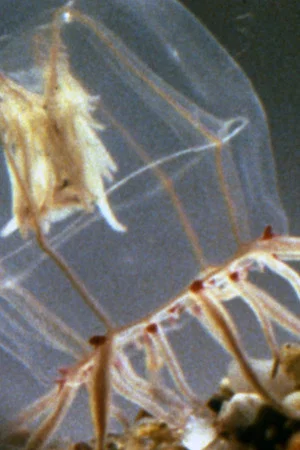 Постер: A Small Hydromedusan: Polyorchis Haplus