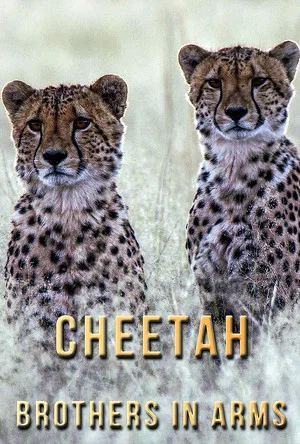 Постер: Cheetah Brothers in Arms