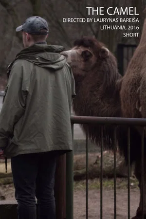 Постер: The Camel