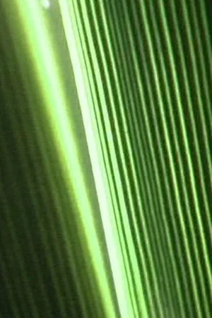 Постер: Bump Past Cut Up Through Windows