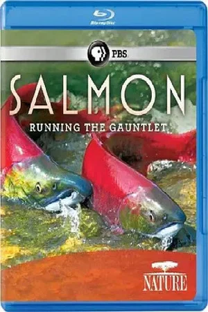 Постер: Salmon: Running the Gauntlet
