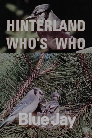 Постер: Hinterland Who's Who: Blue Jay