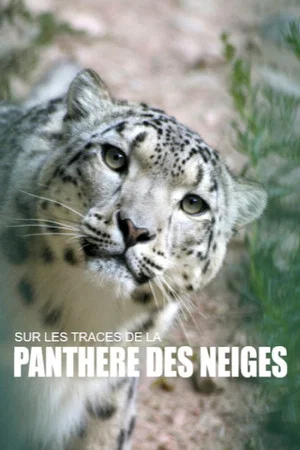 Постер: Sur les traces de la panthère des neiges