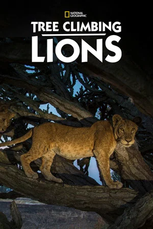 Постер: Tree Climbing Lions