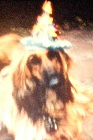 Постер: Ron Amok (Dog Party)
