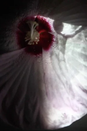Постер: Fleur