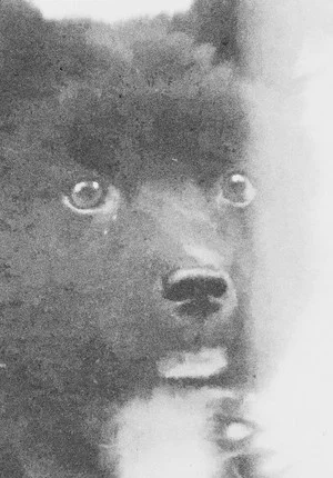 Постер: The Middle Dog's Day