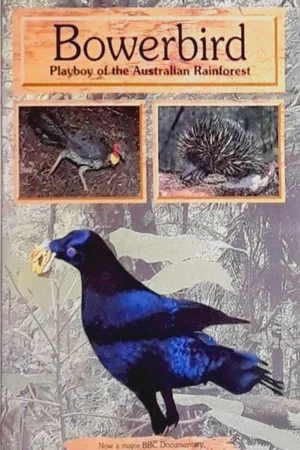 Постер: Bowerbird: Playboy of the Australian Rainforest