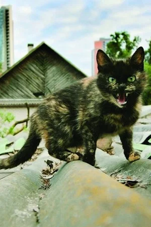 Постер: Shanghai Banzai