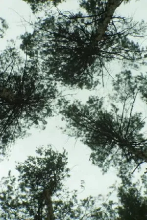 Постер: Nature_Nature