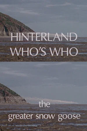 Постер: Hinterland Who's Who: The Greater Snow Goose