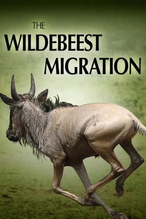 Постер: The Wildebeest Migration: Nature's Greatest Journey
