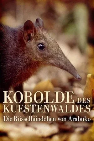 Постер: Kobolde des Küstenwaldes - Die Rüsselhündchen von Arabuko
