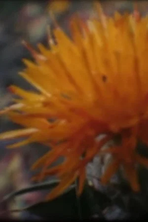 Постер: Shades of Safflower-dyed Celluloid