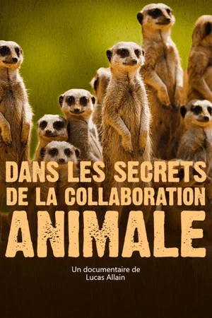 Постер: Dans les secrets de la collaboration animale
