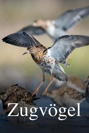 Постер: Zugvögel - Ein Jahr vergeht im Flug