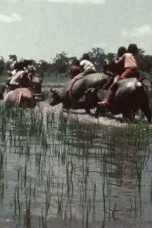 Постер: La fête des eaux à Vientiane