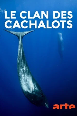 Постер: Le clan des cachalots
