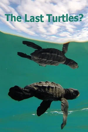 Постер: The Last Turtles?