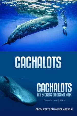 Постер: Cachalots, les Secrets du Grand Noir
