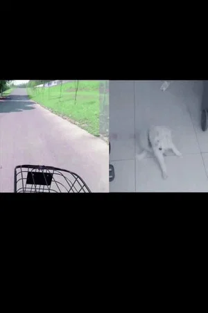 Постер: Search My White Dog