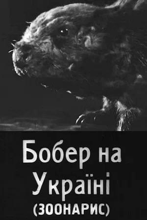 Постер: Бобер на Україні