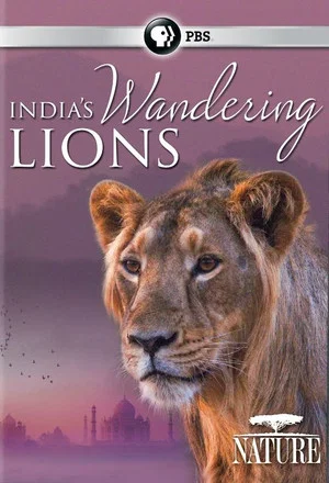 Постер: India's Wandering Lions