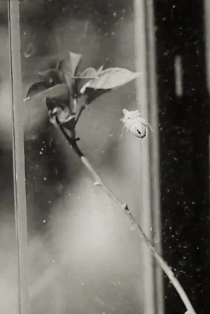 Постер: Glasshouse