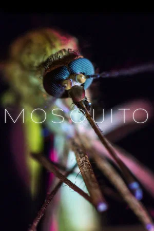 Постер: Mosquito