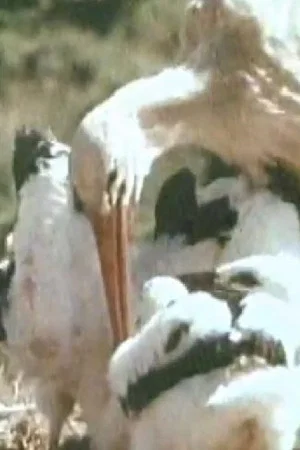 Постер: White Storks
