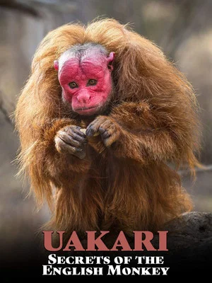 Постер: Uakari: Secrets of the English Monkey