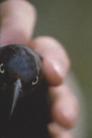 Постер: The Birdpeople