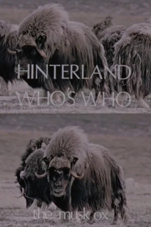 Постер: Hinterland Who's Who: The Musk Ox