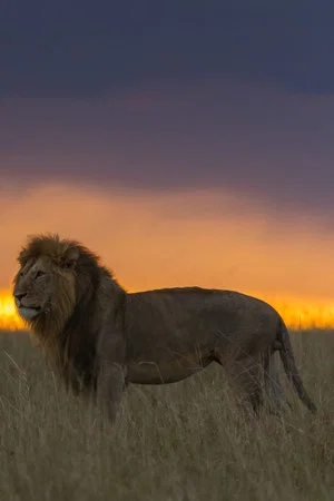 Постер: Africa's Hunters of the Night