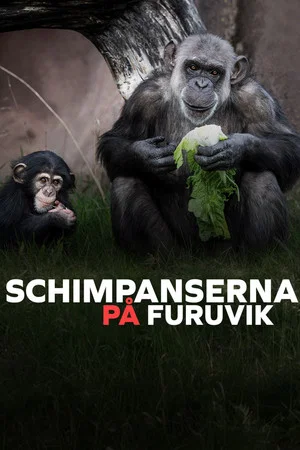 Постер: Schimpanserna på Furuvik