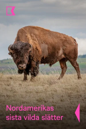 Постер: Grasslands: North America's Hidden Wilderness
