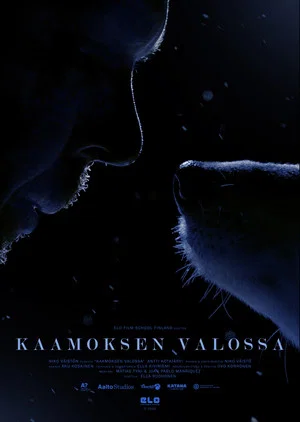 Постер: Polar Night Light