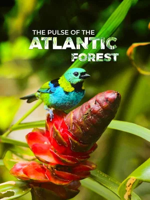 Постер: The Pulse of the Atlantic Forest
