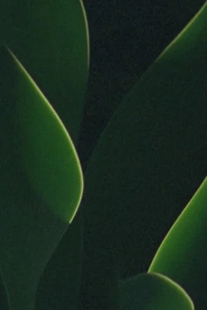 Постер: understory