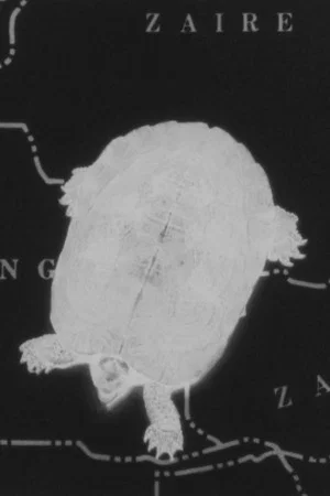 Постер: Turtle Dreams