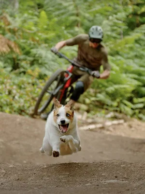 Постер: A Dog's Tale