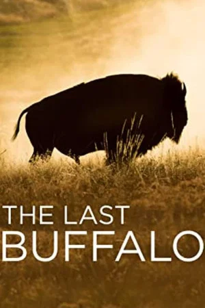 Постер: The Last Buffalo