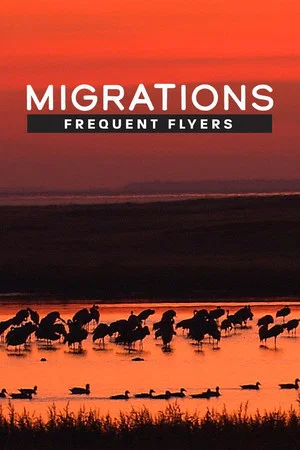 Постер: Migrations: Frequent Flyers
