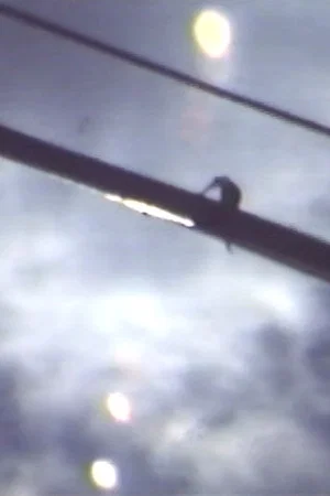 Постер: Skylight