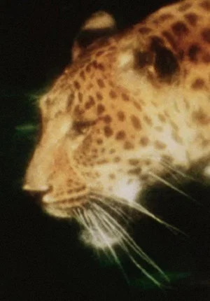 Постер: Leopard
